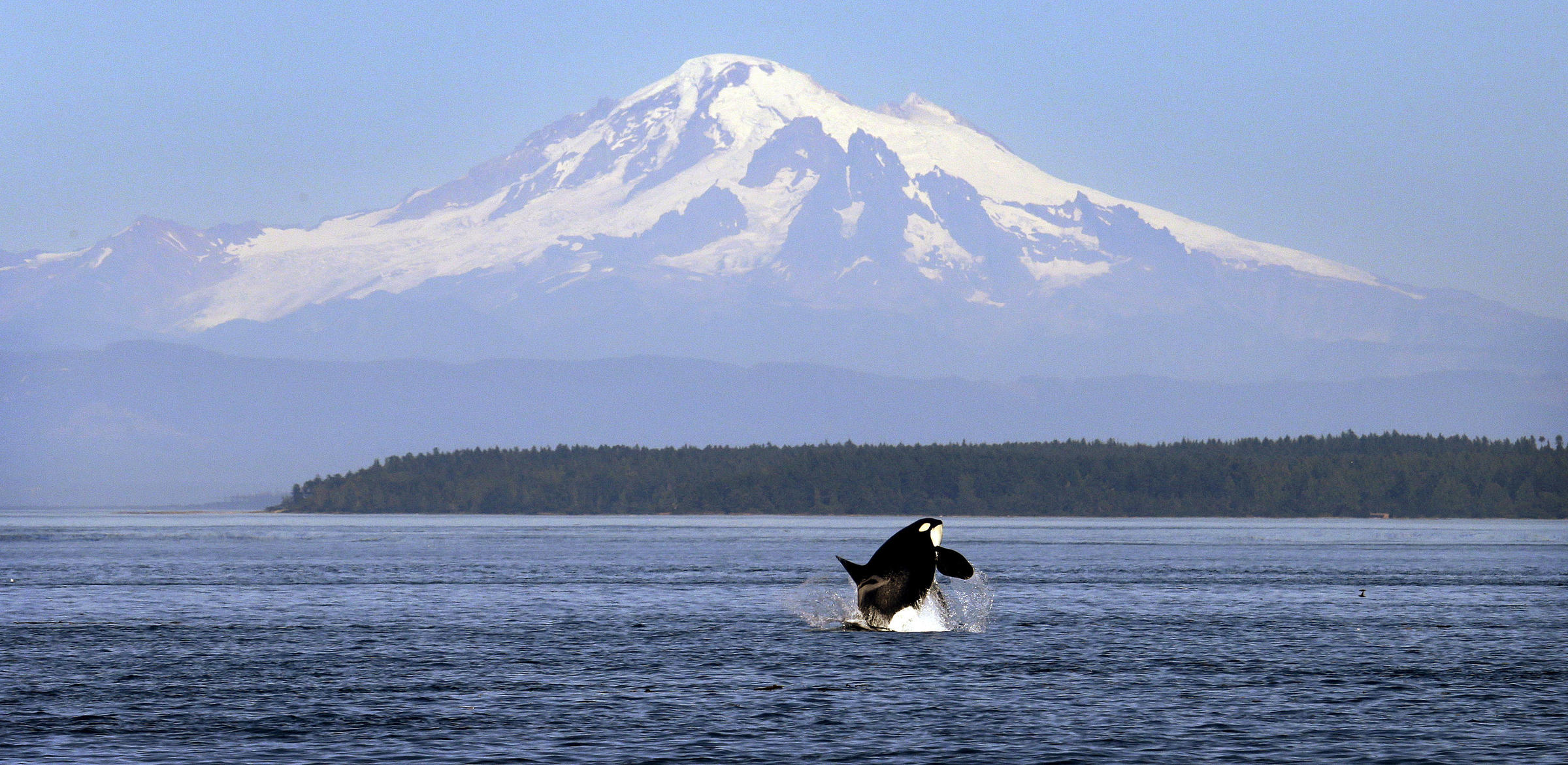 Puget Sound orca