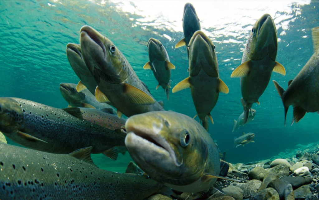 Chinook Salmon